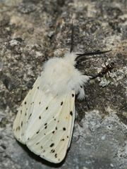 Nette Begrüßung . . . SPILOSOMA MENTHASTRI mit Ameise