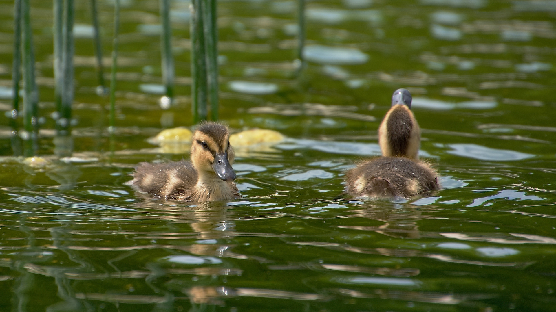 Nette Familie aus Wien