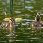 Nette Familie aus Wien