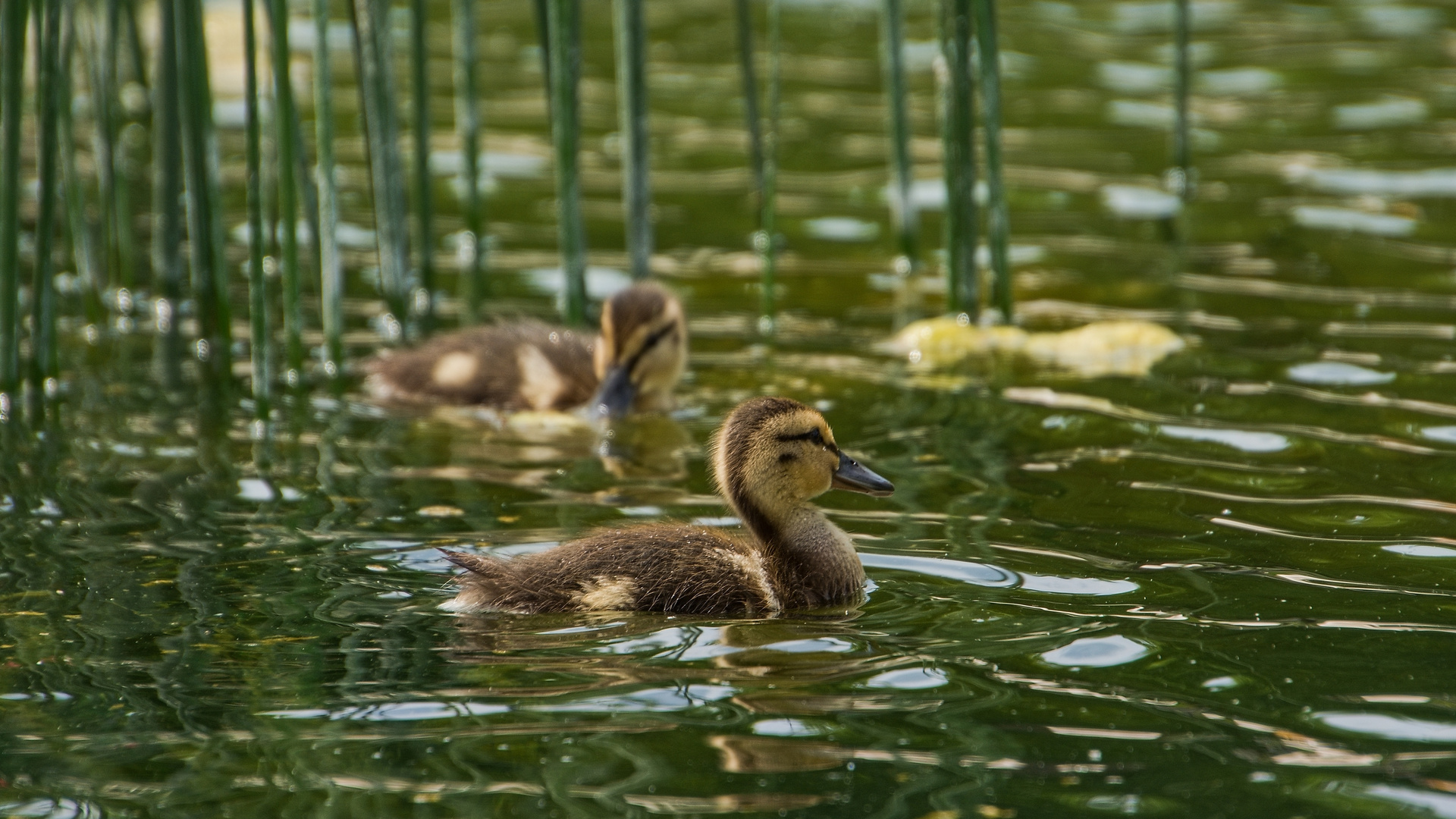 Nette Familie aus Wien