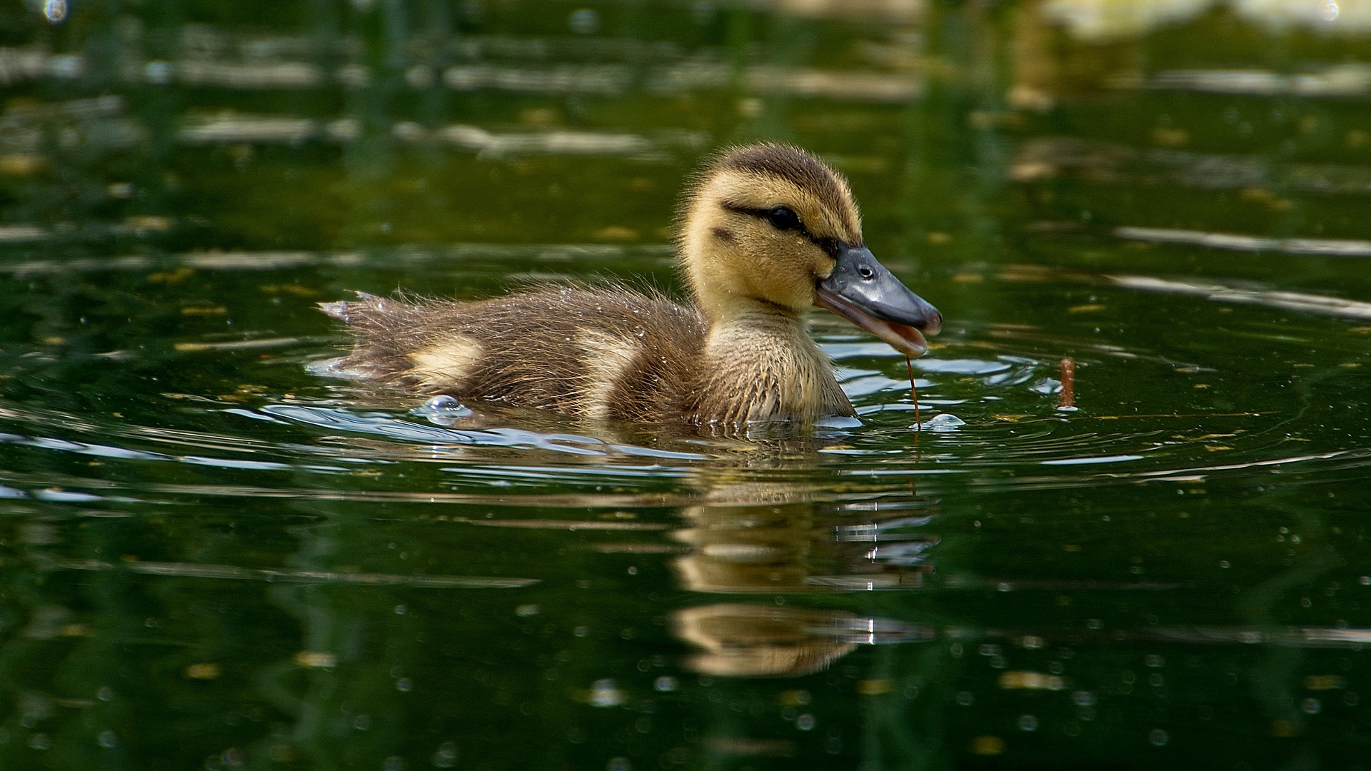 Nette Familie aus Wien