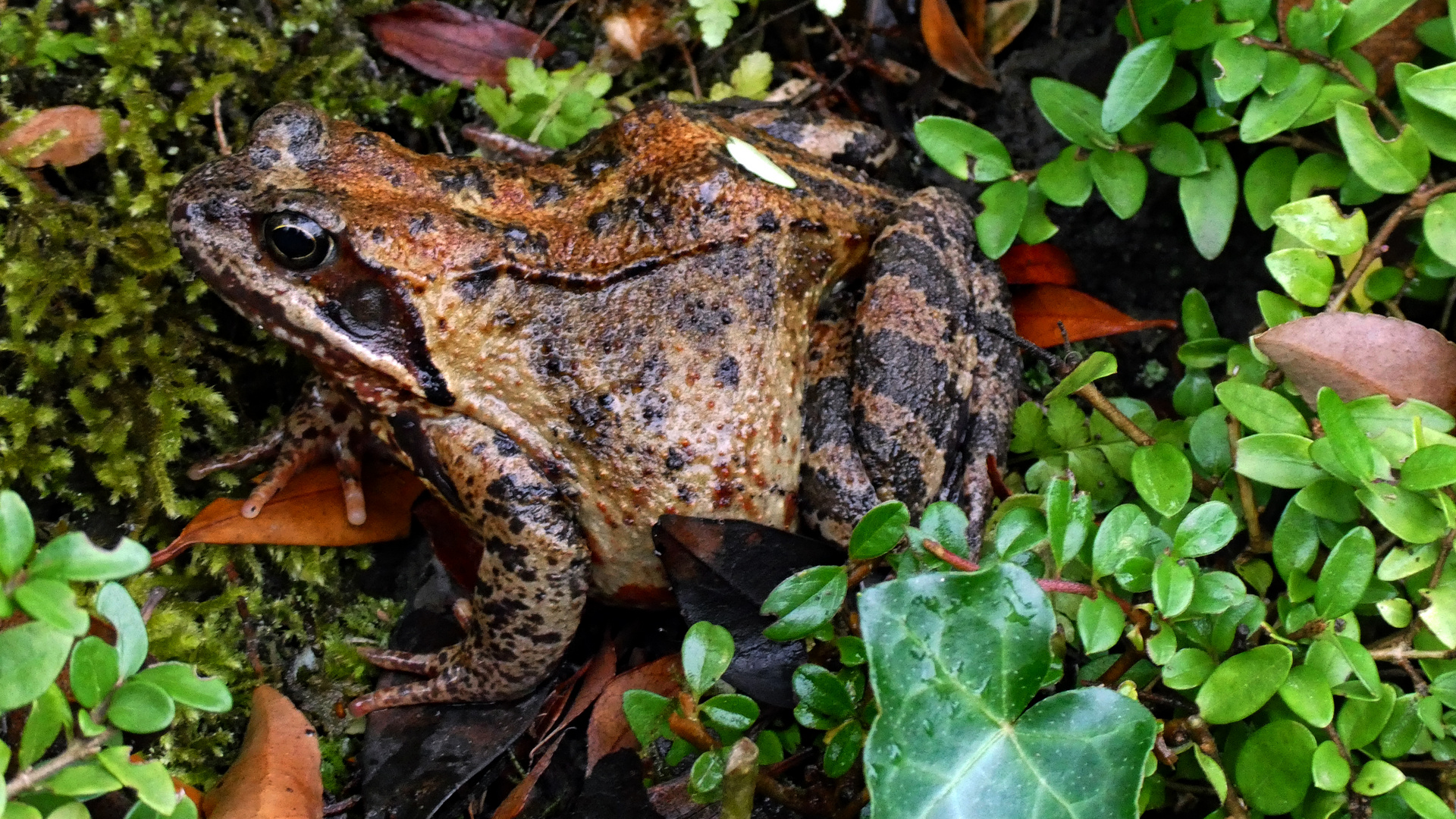 Nette Gesellschaft bei der Gartenarbeit