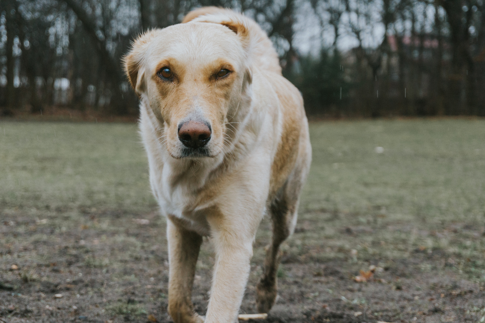 Nette Hundebekanntschaften