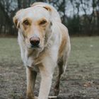 Nette Hundebekanntschaften