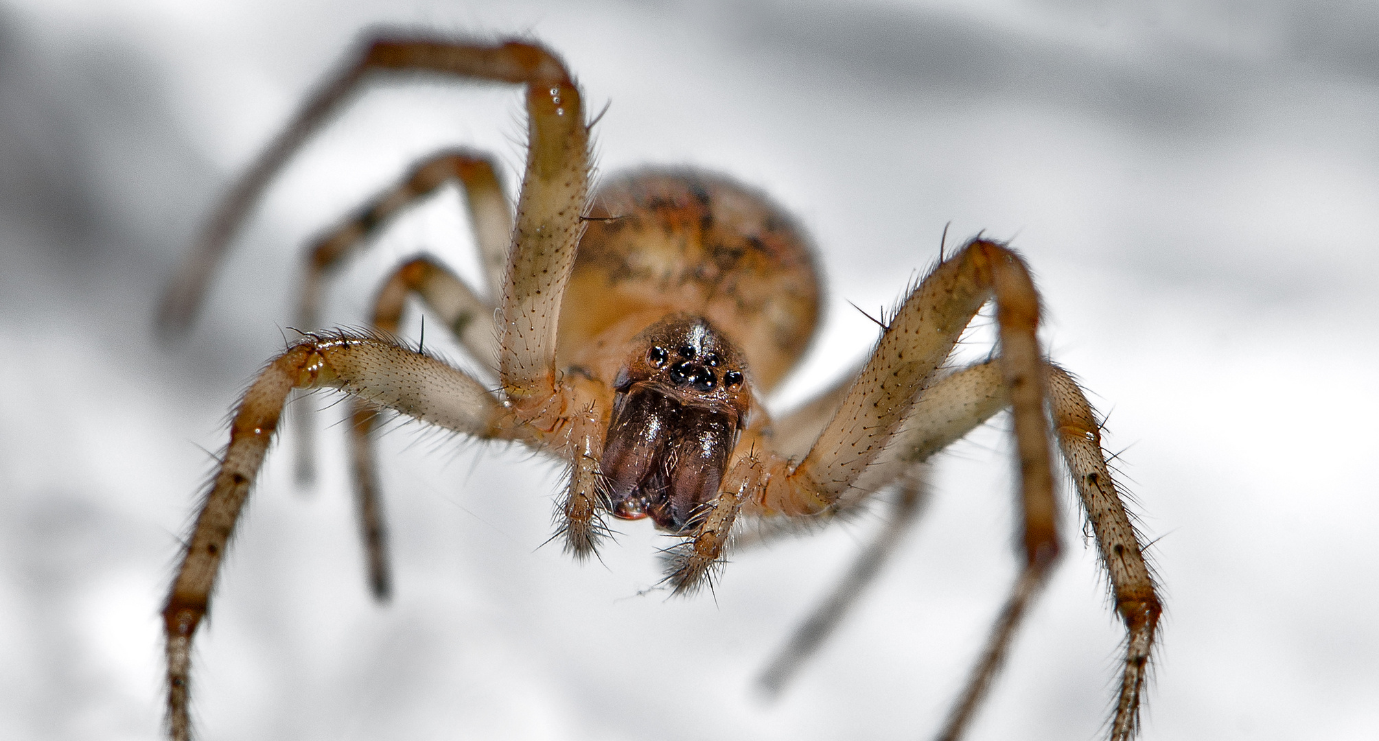 Nette kleine Hausspinne...