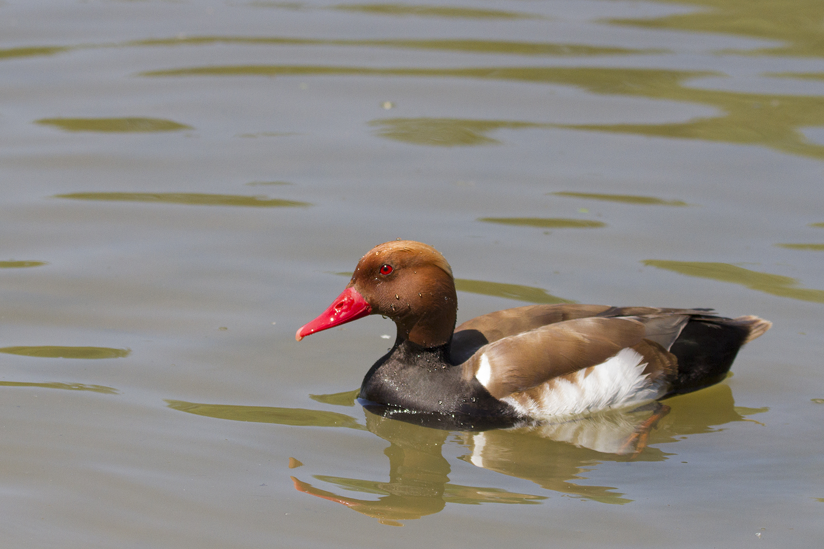 Nette Rousse