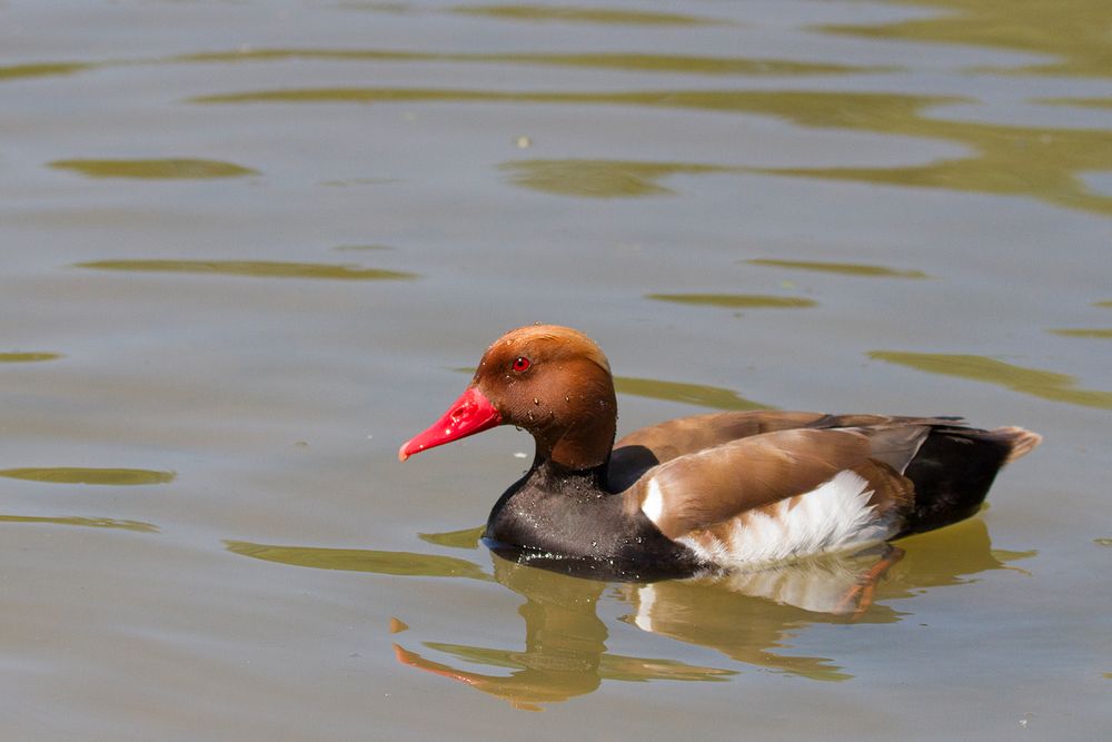 Nette Rousse