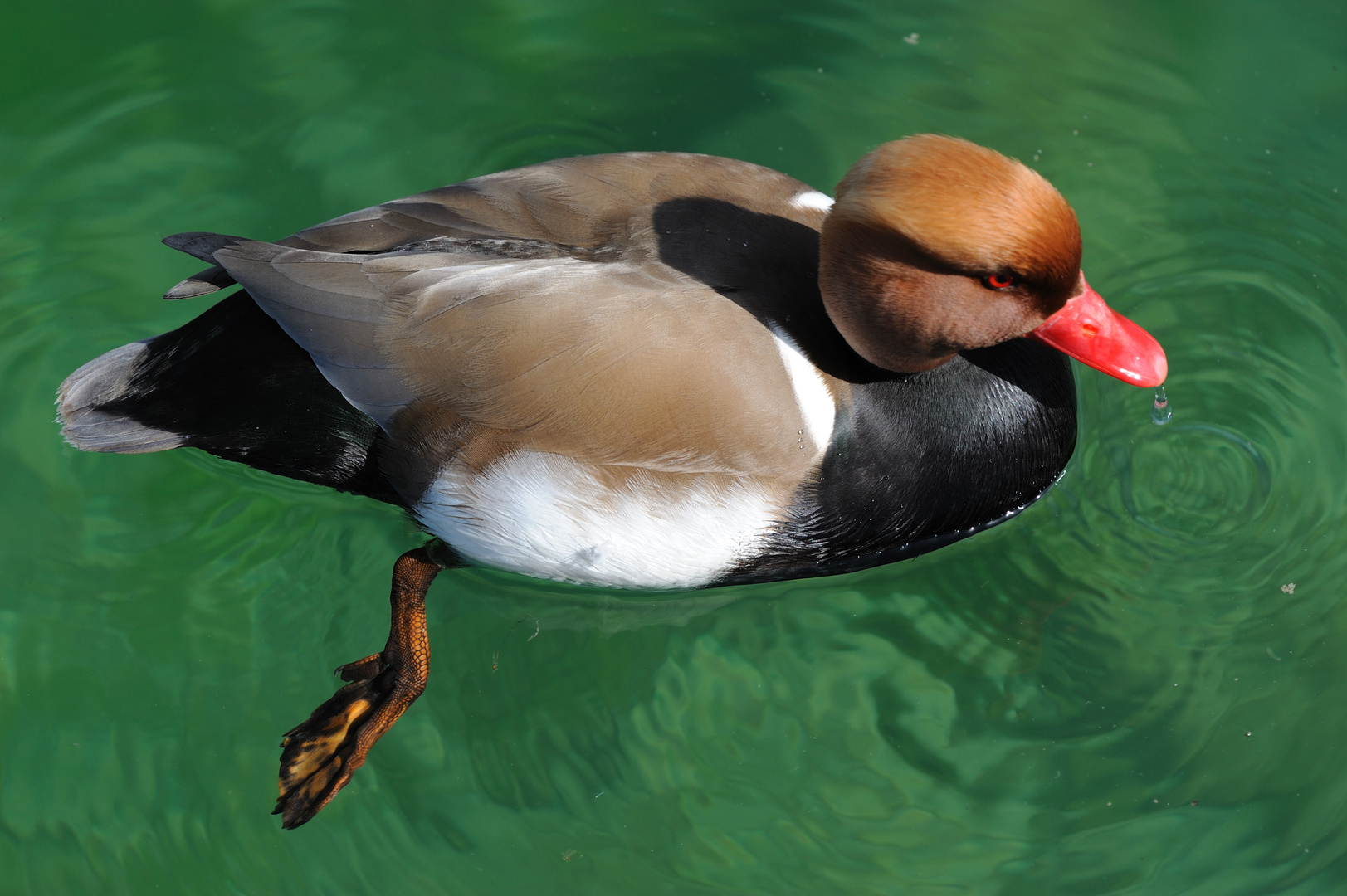 Nette rousse ...