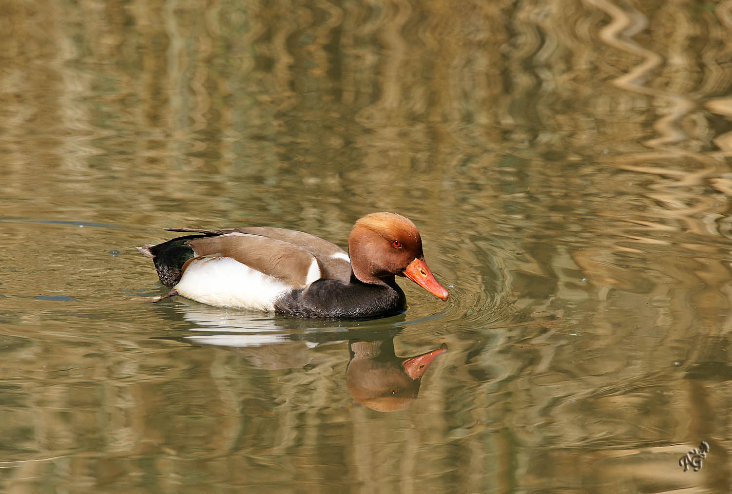 Nette rousse