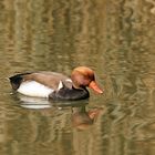 Nette rousse