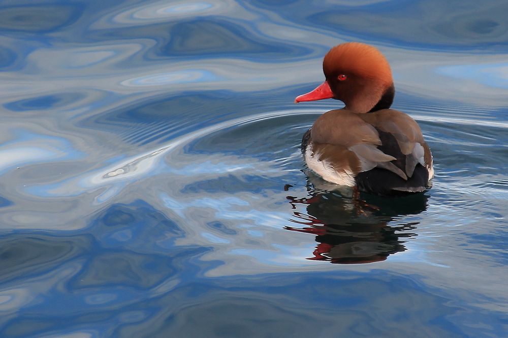 Nette rousse