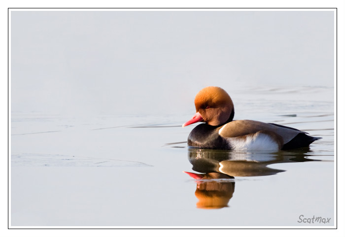 Nette Rousse Mâle