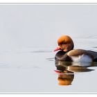 Nette Rousse Mâle