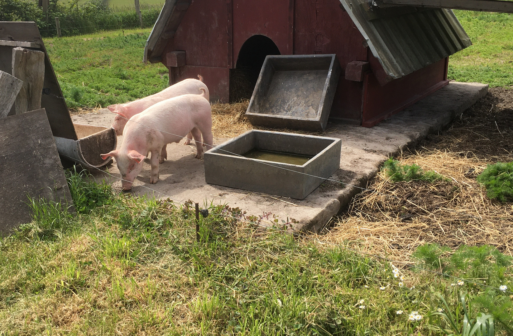 nette Schweinerei