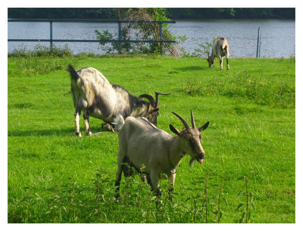 Nette Ziegenfamilie