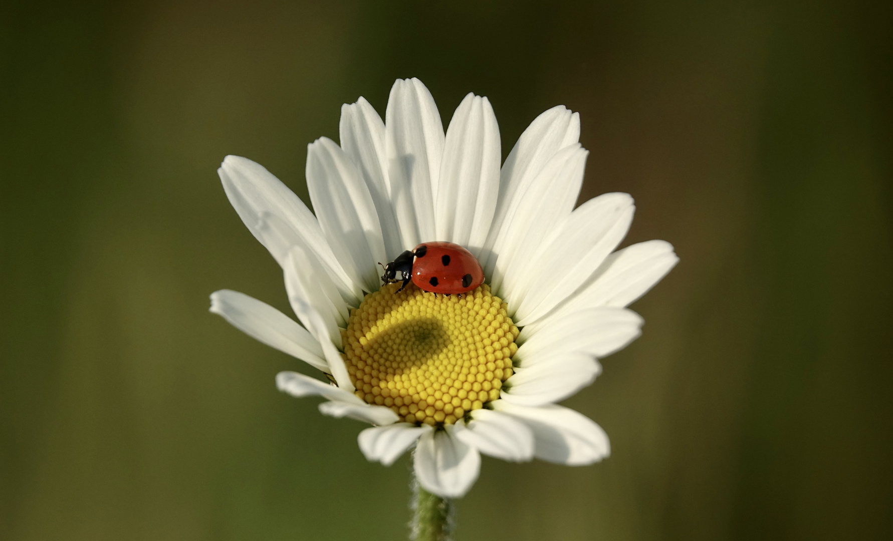 Netter Besuch