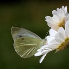 Netter Besuch auf der Mittwochsblüte..