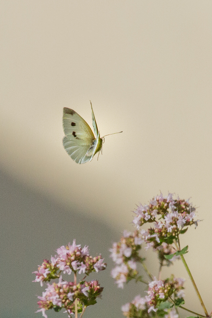 Netter Besuch