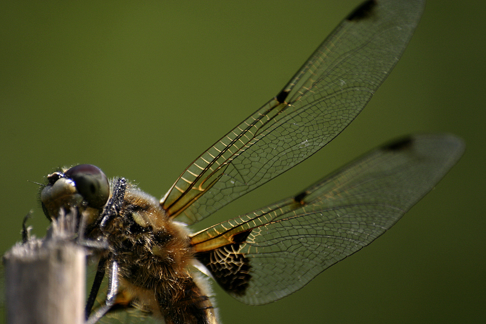 Netter Besuch im Garten