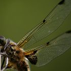 Netter Besuch im Garten