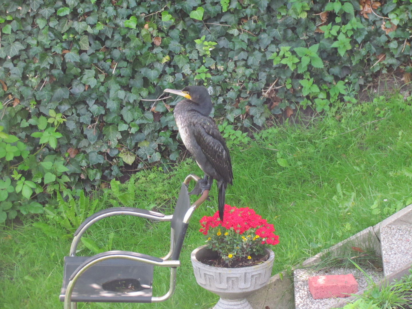 Netter Besuch im Garten