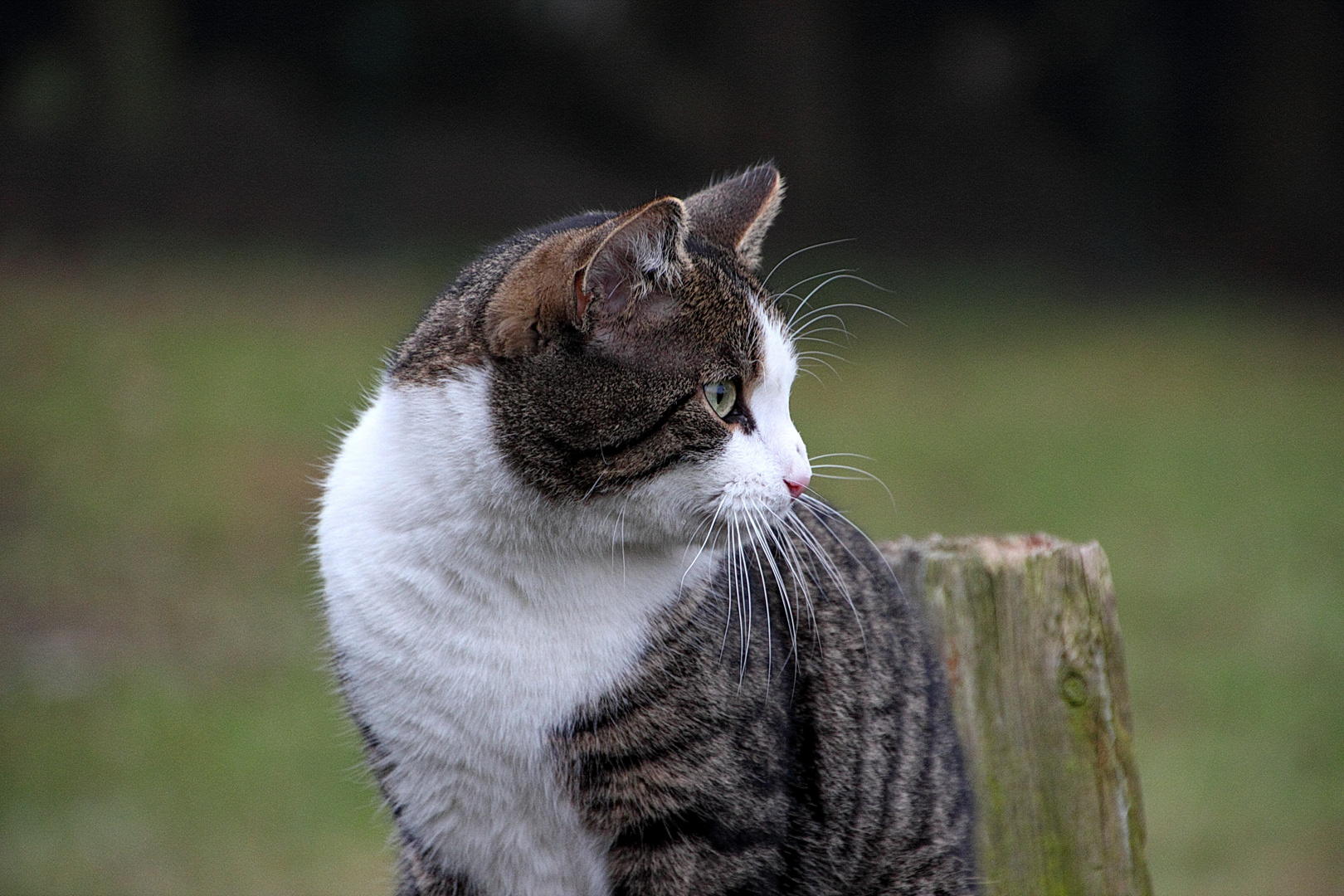 Netter Besuch im Garten