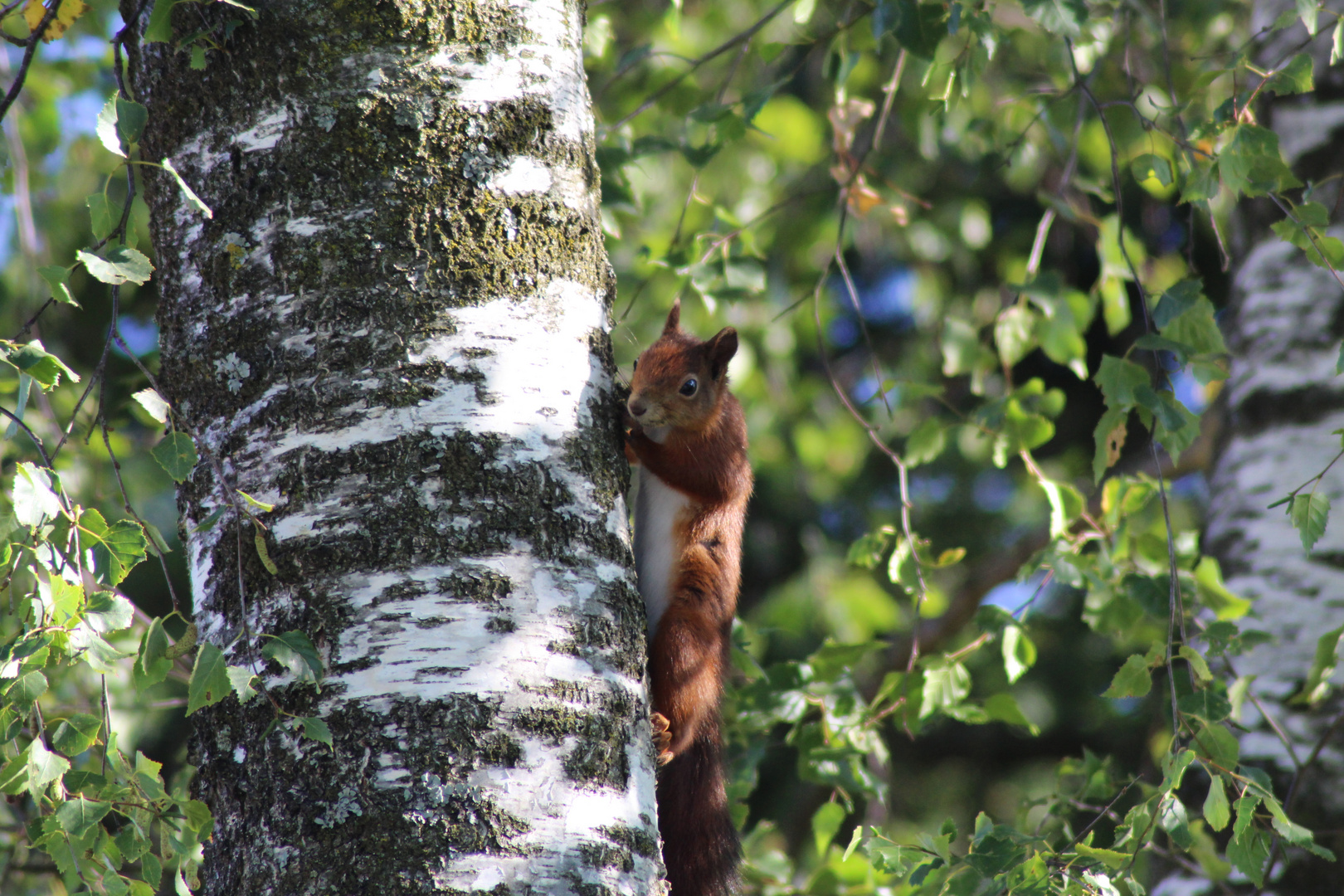 Netter Besucher im Garten