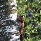 Netter Besucher im Garten