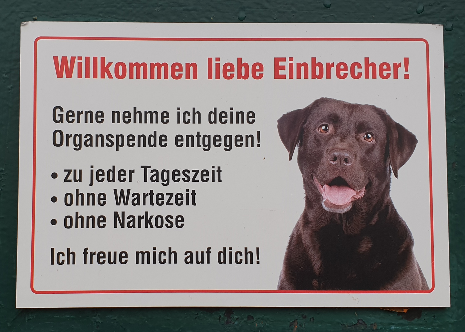 Netter Hund.... 