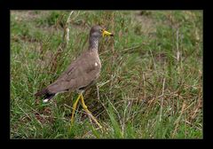 Netter Vogel