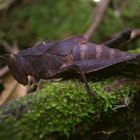 Nettes Exemplar im venezolanischen Bergland