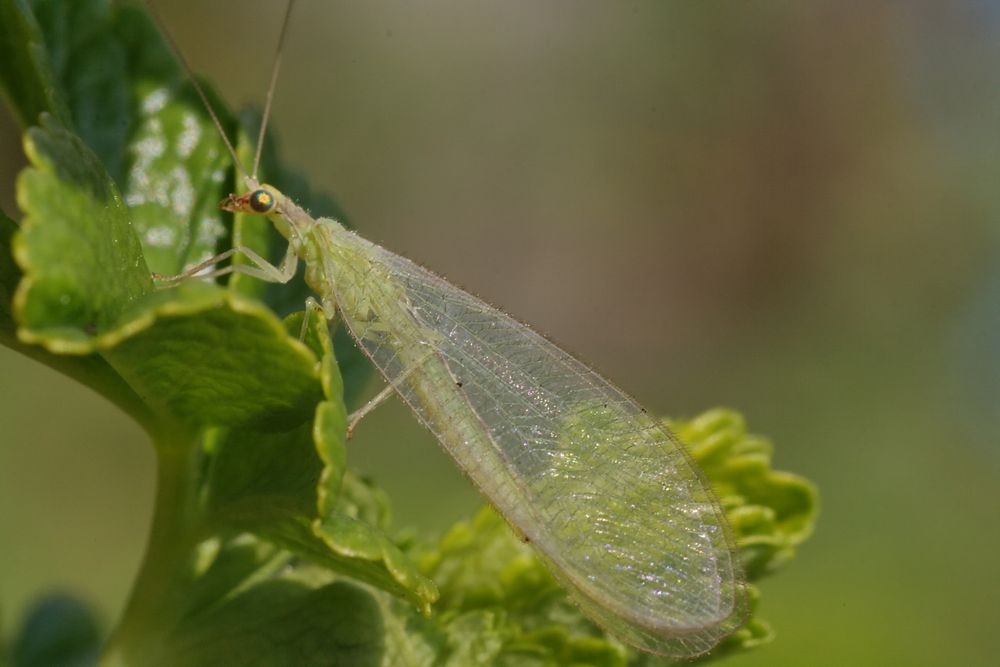 Nettes grünes Insekt Foto & Bild tiere, wildlife, insekten Bilder auf Nettes grünes Insekt Foto & Bild tiere, wildlife, insekten Bilder auf
