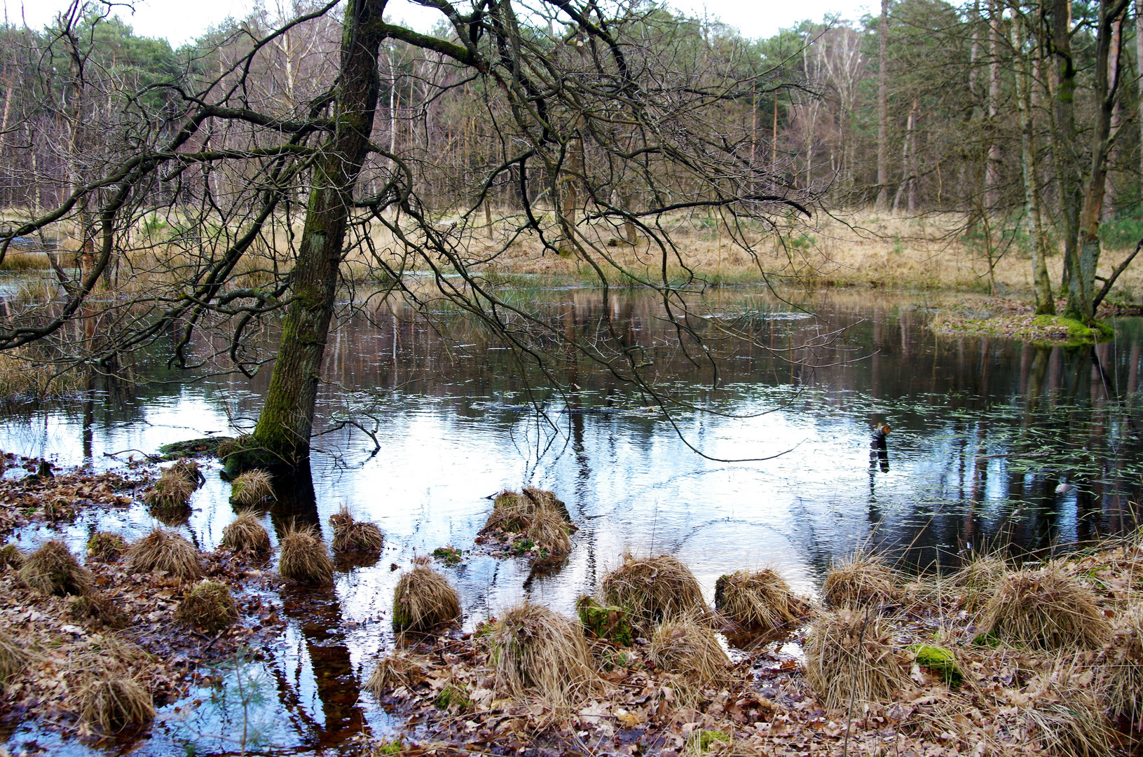 Nettetal - Im Galgenvenn 2