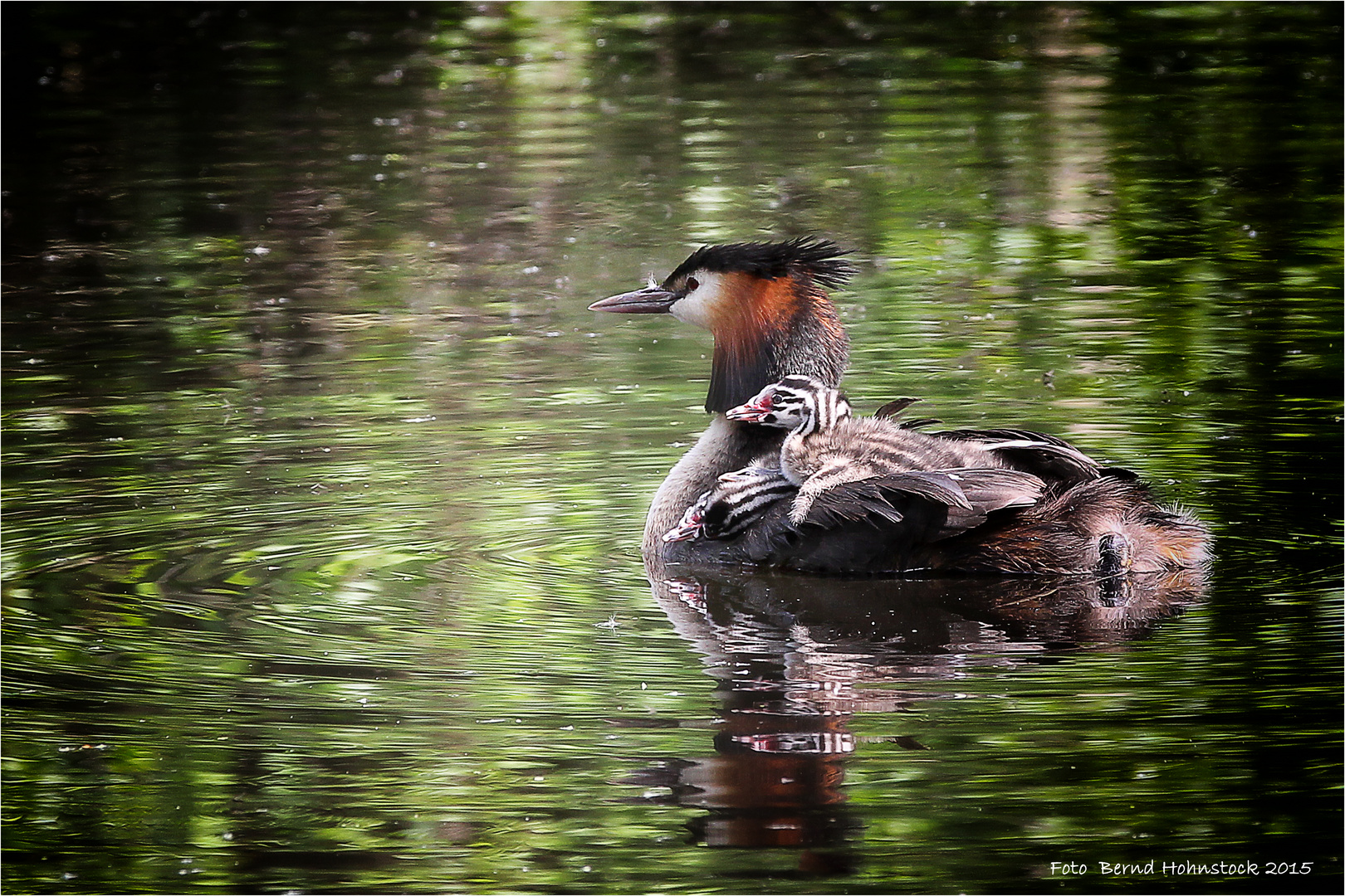 "Nette"taucher ...... am linken Niederrhein