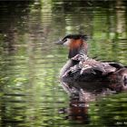 "Nette"taucher ...... am linken Niederrhein