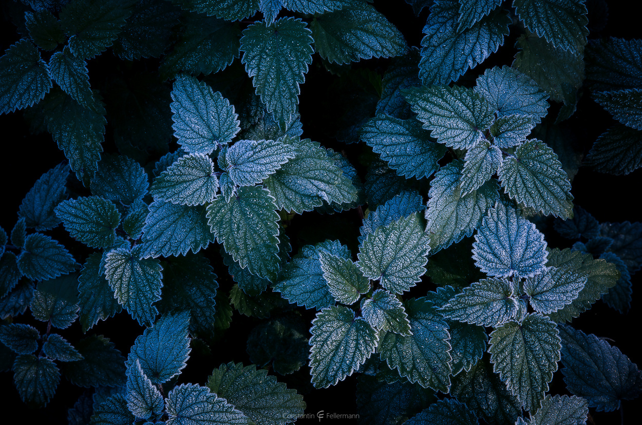 Nettle Beauty