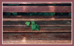 NETTLE BENCH