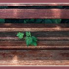 NETTLE BENCH