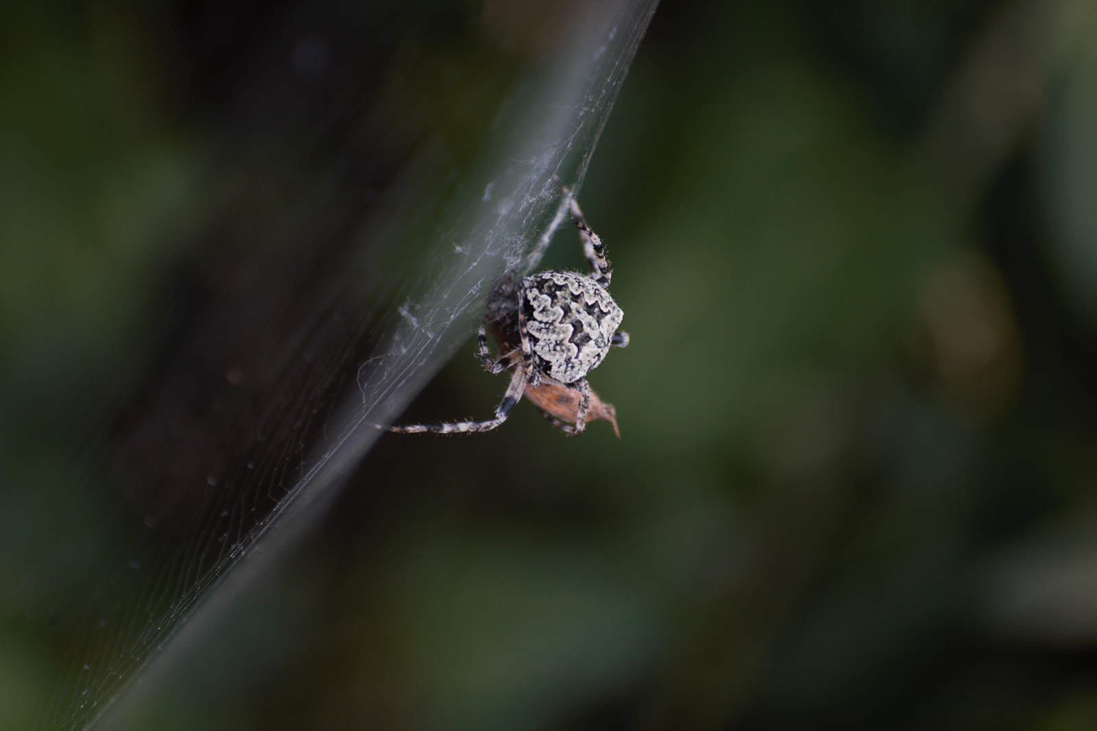 *Netz auf Spinne