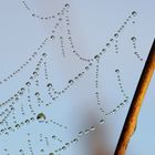 Netz der Baldachinspinne (Linyphia triangularis), sheet weaver