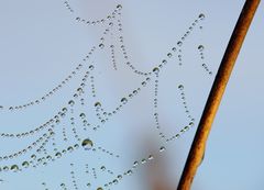 Netz der Baldachinspinne (Linyphia triangularis), sheet weaver