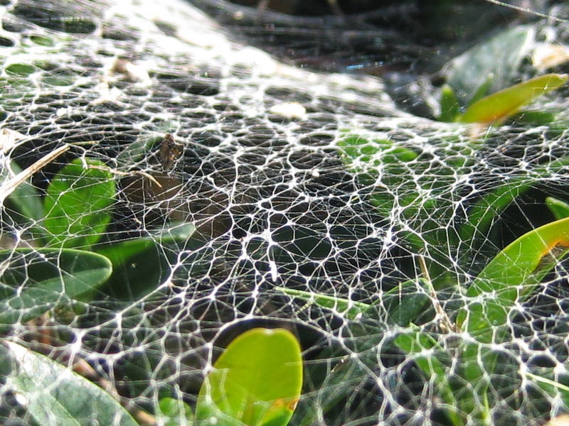 Netz der Spinne