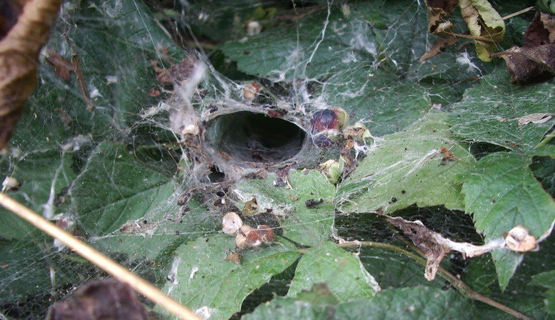 Netz einer Trichterspinne oder Finsterspinne