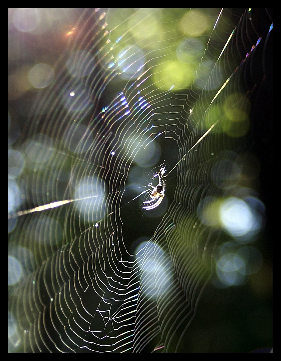 Netz im Abendlicht