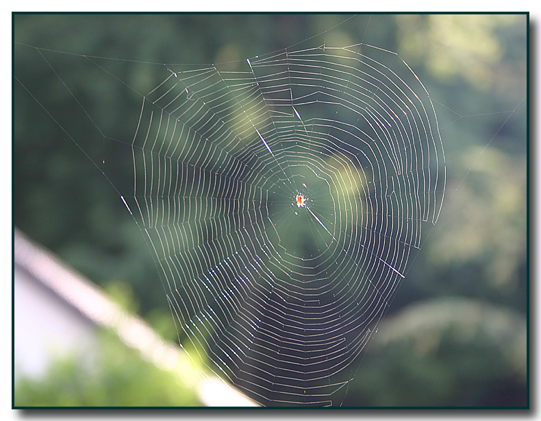 Netz im Gegenlicht