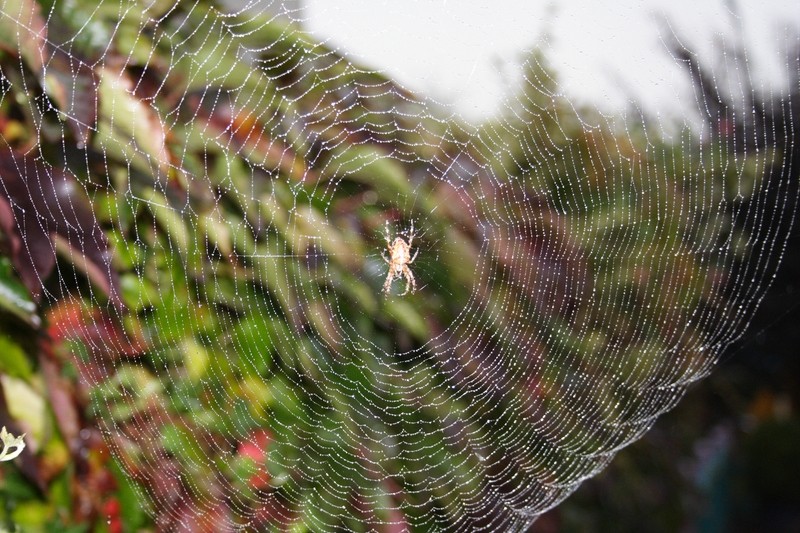 Netz im Morgentau