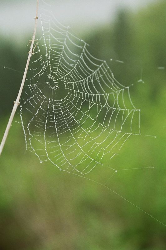 netz im nebel