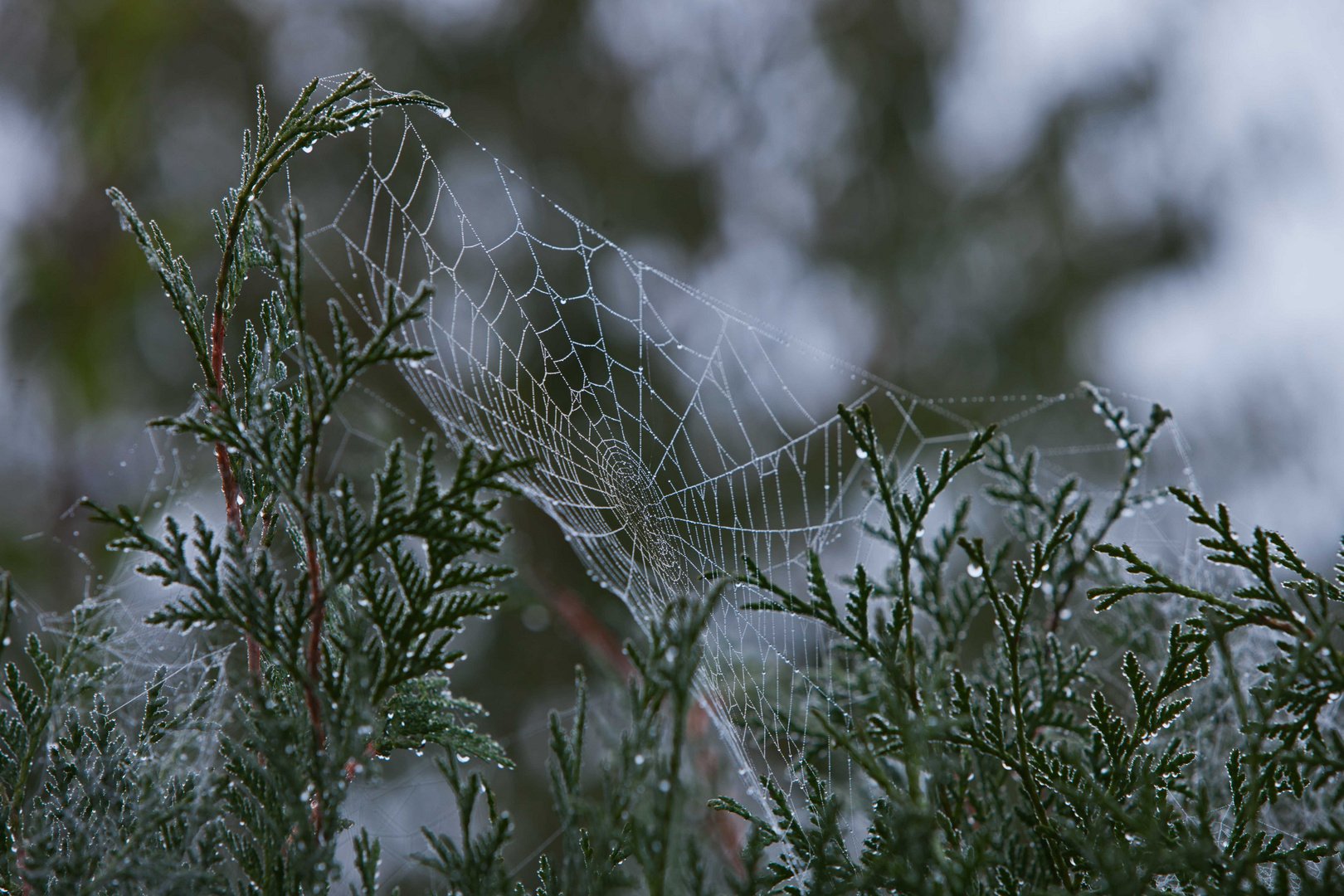 Netz im Nebel