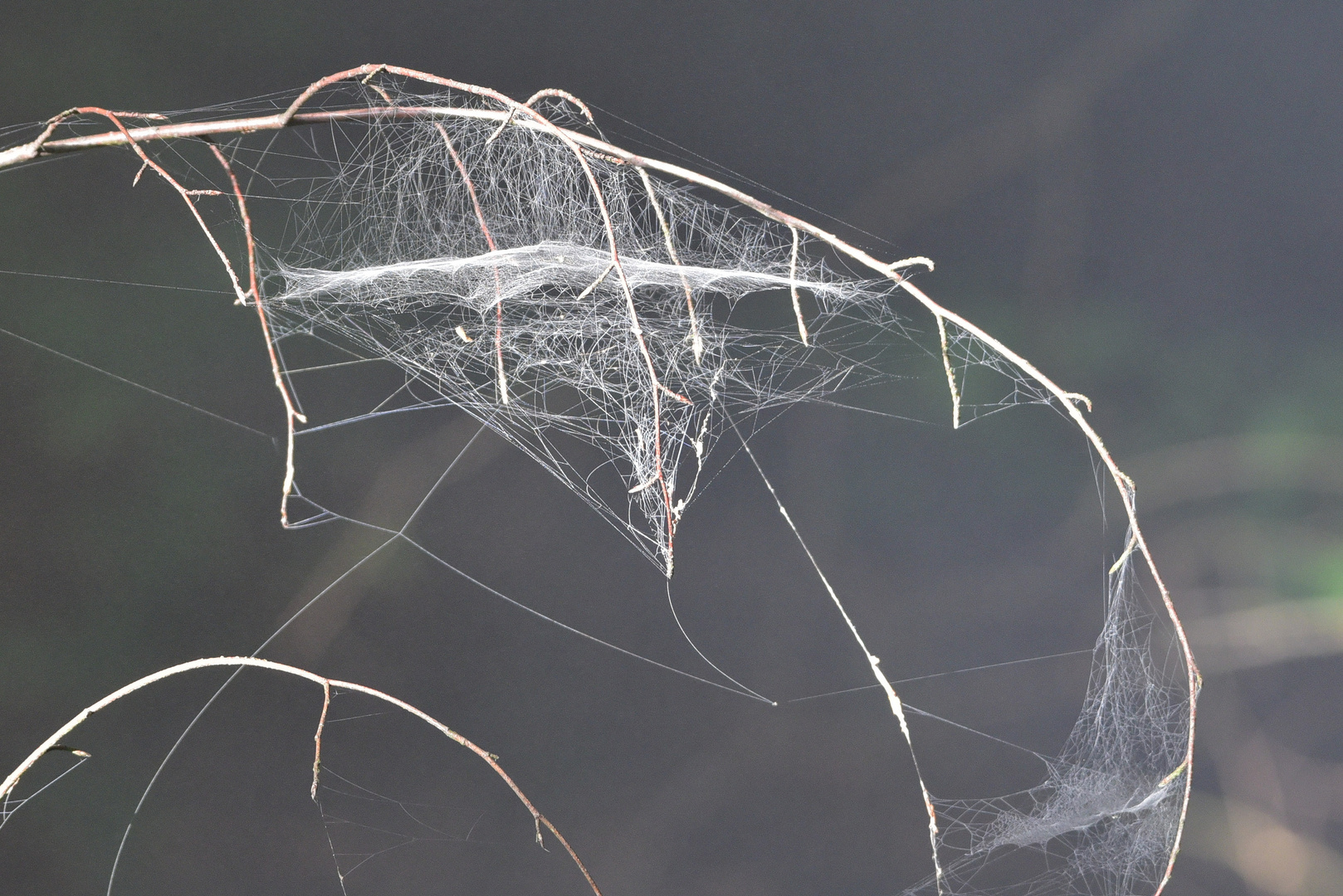 Netz im Schatten