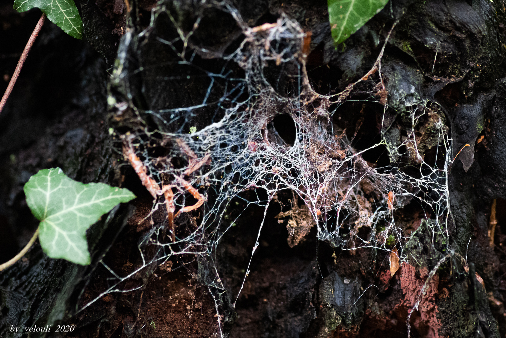 Netz im Wald